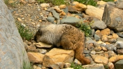 PICTURES/Glacier Critters/t_Marmot1.JPG